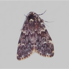 Halone coryphoea (Eastern Halone moth) at Wanniassa, ACT - 13 Oct 2024 by JohnBundock