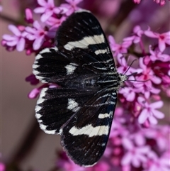 Phalaenoides glycinae (Grapevine Moth) at Wallaroo, NSW - 24 Oct 2024 by Jek