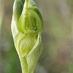 Hymenochilus sp. (A Greenhood Orchid) at Yarralumla, ACT - 24 Oct 2024 by Bubbles