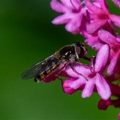 Melangyna viridiceps (Hover fly) at Wallaroo, NSW - 24 Oct 2024 by Jek