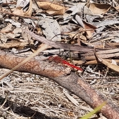 Diplacodes haematodes (Scarlet Percher) at Bungendore, NSW - 24 Oct 2024 by clarehoneydove