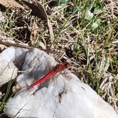 Diplacodes haematodes at Bungendore, NSW - suppressed