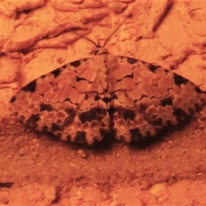 Sandava scitisignata at Wanniassa, ACT - 12 Oct 2024