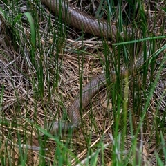 Pseudonaja textilis (Eastern Brown Snake) at Wallaroo, NSW - 23 Oct 2024 by Jek