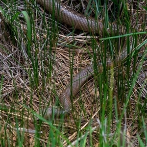 Pseudonaja textilis at Wallaroo, NSW - 23 Oct 2024