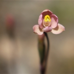 Thelymitra carnea (Tiny Sun Orchid) at Gundaroo, NSW - 24 Oct 2024 by MaartjeSevenster