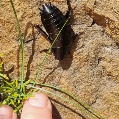 Platyzosteria melanaria (Common Eastern Litter Runner) at Bungendore, NSW - 24 Oct 2024 by clarehoneydove