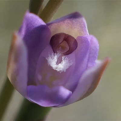 Thelymitra sp. aff. cyanapicata (Blue Top Sun-orchid) at Gundaroo, NSW - 17 Oct 2024 by MaartjeSevenster