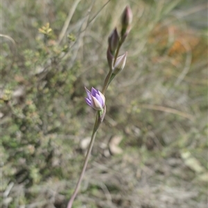 Thelymitra sp. aff. cyanapicata at suppressed - suppressed