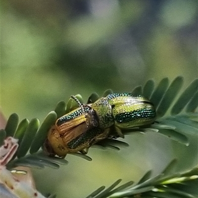 Calomela vittata (Acacia leaf beetle) at Bungendore, NSW - 24 Oct 2024 by clarehoneydove