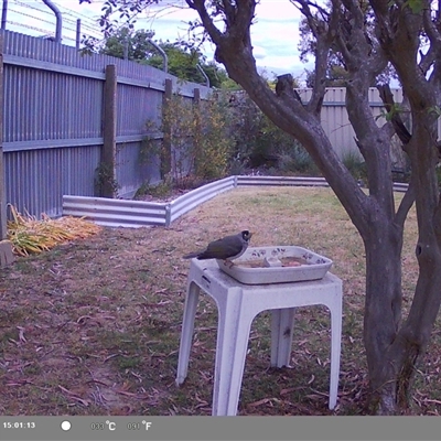 Manorina melanocephala (Noisy Miner) at North Albury, NSW - 16 Oct 2024 by Darcy