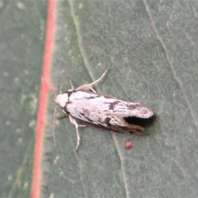 Eusemocosma pruinosa (Philobota Group Concealer Moth) at Hughes, ACT - 24 Oct 2024 by LisaH