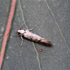 Eusemocosma pruinosa at Hughes, ACT - 24 Oct 2024