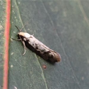 Eusemocosma pruinosa at Hughes, ACT - 24 Oct 2024