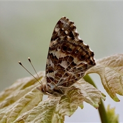 Vanessa kershawi (Australian Painted Lady) at Hughes, ACT - 23 Oct 2024 by LisaH