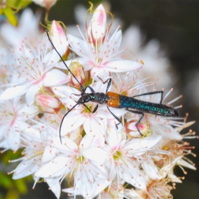 Oroderes humeralis (A longhorn beetle) at Uriarra Village, ACT - 24 Oct 2024 by Harrisi