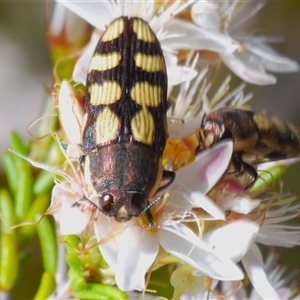 Castiarina decemmaculata at Uriarra Village, ACT - 24 Oct 2024