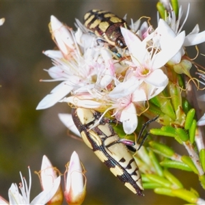 Castiarina decemmaculata at Uriarra Village, ACT - 24 Oct 2024