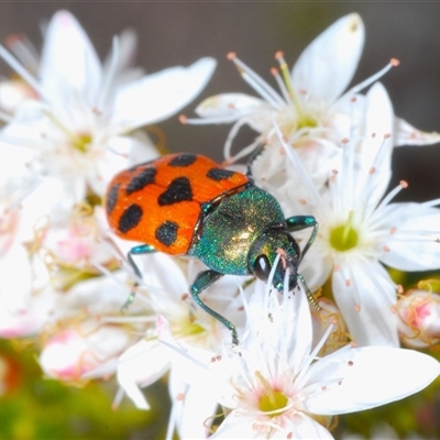 Castiarina octomaculata (A jewel beetle) at Uriarra Village, ACT - 24 Oct 2024 by Harrisi