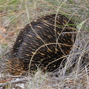 Tachyglossus aculeatus at Forde, ACT - 23 Oct 2024