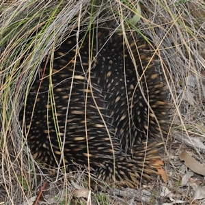 Tachyglossus aculeatus at Forde, ACT - 23 Oct 2024