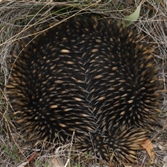 Tachyglossus aculeatus at Forde, ACT - 23 Oct 2024