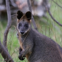 Wallabia bicolor (Swamp Wallaby) at Throsby, ACT - 23 Oct 2024 by TimL