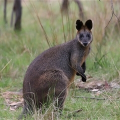 Wallabia bicolor at Throsby, ACT - 23 Oct 2024 11:10 AM