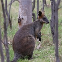 Wallabia bicolor at Throsby, ACT - 23 Oct 2024 11:10 AM