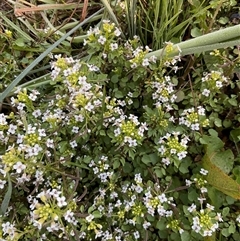 Rorippa nasturtium-aquaticum (Watercress) at O'Malley, ACT - 25 Oct 2024 by Mike