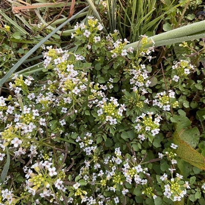 Rorippa nasturtium-aquaticum (Watercress) at O'Malley, ACT - 25 Oct 2024 by Mike