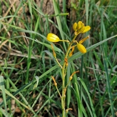 Bulbine bulbosa (Golden Lily, Bulbine Lily) at Collector, NSW - 24 Oct 2024 by trevorpreston