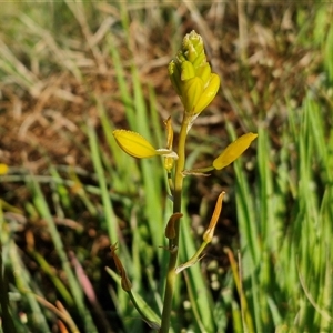 Bulbine bulbosa at Collector, NSW - 25 Oct 2024