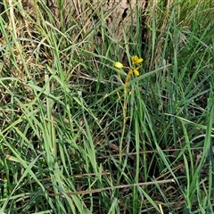 Bulbine bulbosa at Collector, NSW - 25 Oct 2024 07:35 AM