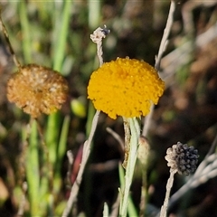 Leptorhynchos squamatus subsp. squamatus (Scaly Buttons) at Collector, NSW - 24 Oct 2024 by trevorpreston