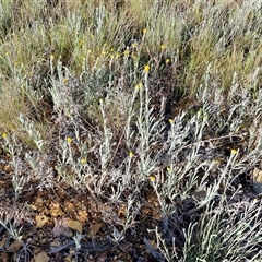 Chrysocephalum apiculatum (Common Everlasting) at Collector, NSW - 24 Oct 2024 by trevorpreston