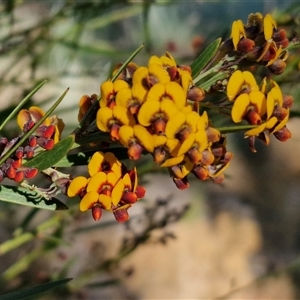 Daviesia mimosoides at Collector, NSW - 25 Oct 2024 07:31 AM