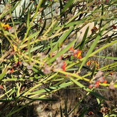 Daviesia mimosoides at Collector, NSW - 25 Oct 2024 07:31 AM