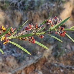 Daviesia mimosoides at Collector, NSW - 25 Oct 2024 07:31 AM