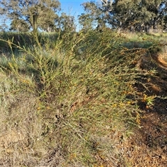 Daviesia mimosoides at Collector, NSW - 25 Oct 2024 07:31 AM