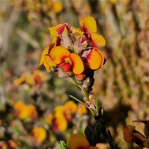 Dillwynia sericea at Collector, NSW - 25 Oct 2024 07:28 AM