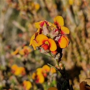 Dillwynia sericea at Collector, NSW - 25 Oct 2024 07:28 AM