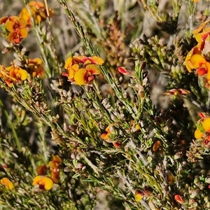 Dillwynia sericea at Collector, NSW - 25 Oct 2024 07:28 AM