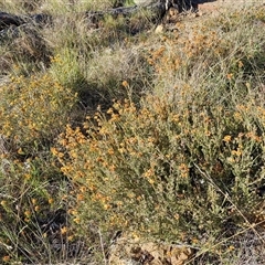 Dillwynia sericea at Collector, NSW - 25 Oct 2024 07:28 AM