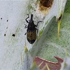 Lixus cardui (Thistle Stem-borer Weevil) at O'Malley, ACT - 25 Oct 2024 by Mike