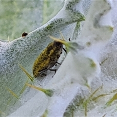 Lixus cardui at O'Malley, ACT - 25 Oct 2024