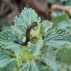 Ommatoiulus moreleti (Portuguese Millipede) at O'Malley, ACT - 25 Oct 2024 by Mike