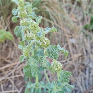 Marrubium vulgare at O'Malley, ACT - 25 Oct 2024