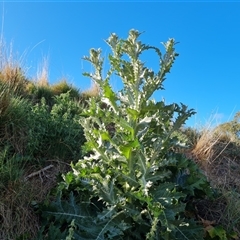 Onopordum acanthium (Scotch Thistle) at O'Malley, ACT - 25 Oct 2024 by Mike