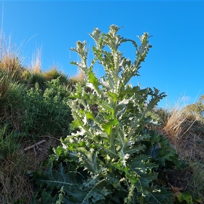 Onopordum acanthium (Scotch Thistle) at O'Malley, ACT - 25 Oct 2024 by Mike